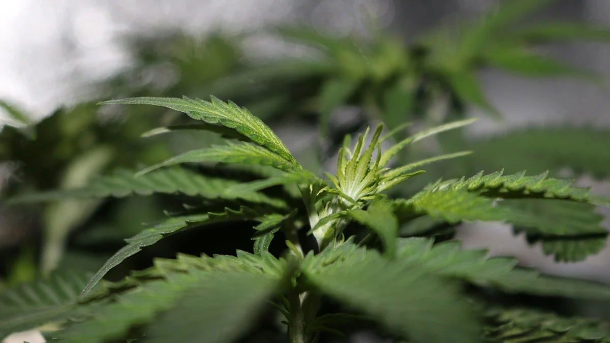 THC Edibles for Sale Australia – Online Access and Edible Preferences