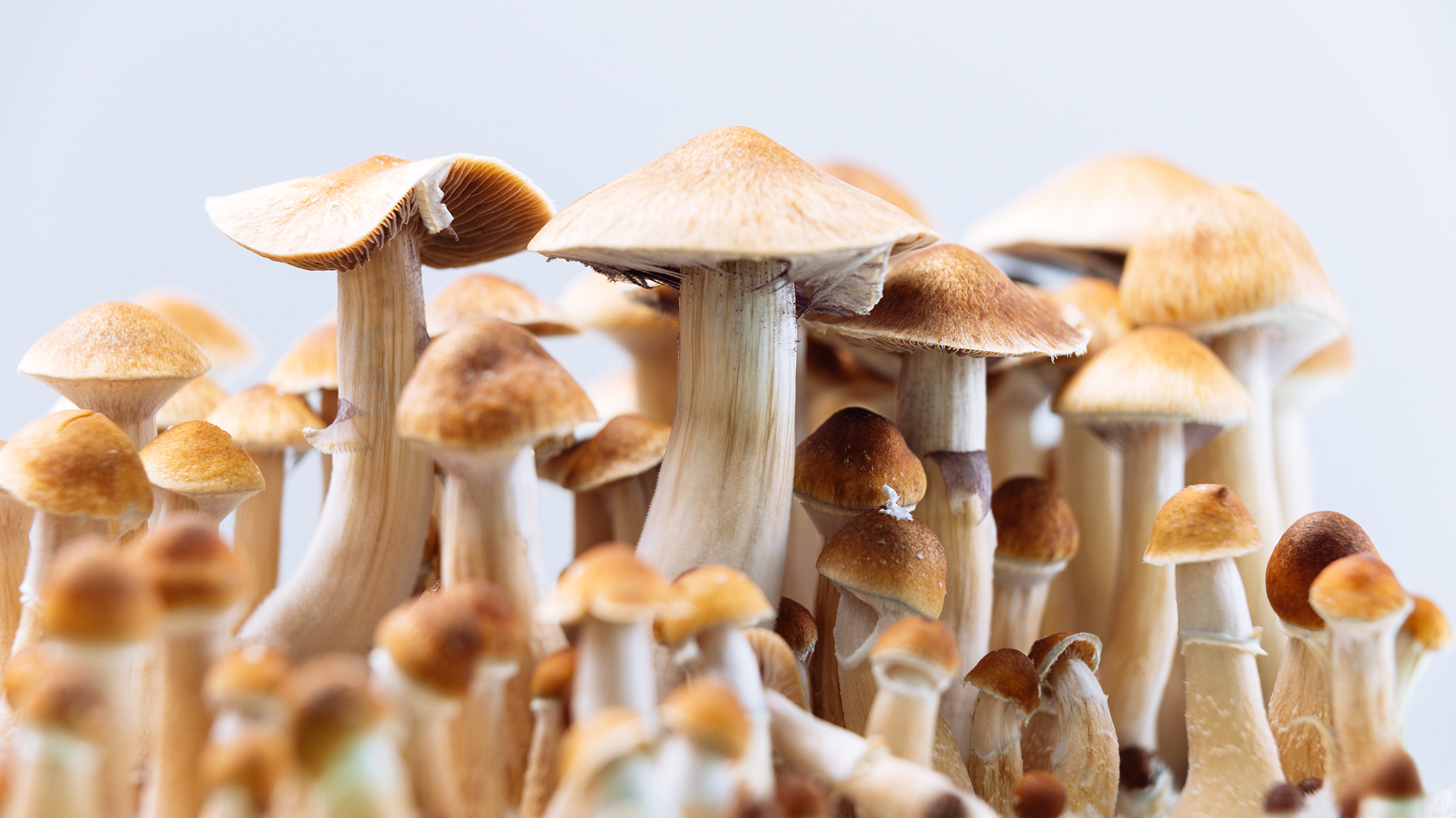 Enhance Research Accuracy – Buy Psychedelic Mushrooms & Magic Truffles